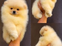 Pomeranian boo yavrular
