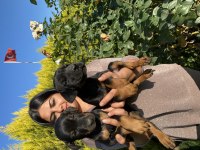Üst kalite king doberman yavrularım