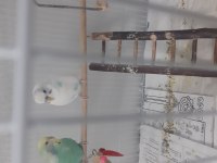 Konuşan erkek muhabbet kuşu