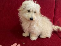 5 AYLIK MALTİPOO YAVRUMUZA YUVA ARIYORUZ AŞILARI TAM