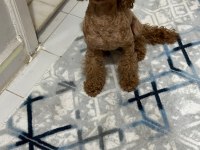 A kalite toy poodle