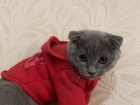 80 günlük iç dış paraziti yapılmış dişi scottish fold acil