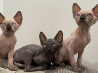 Sphynx sfenks dişi erkek