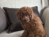 Yüz Yapısı Muhteşem Red Toy Poodle Yavrular
