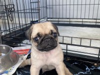 Pug mops erkek yavrumuz