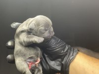 French bulldog 2 günlük
