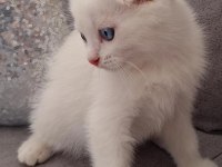 British Shorthair Scottish Bebişlerim