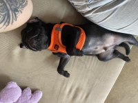 Eşyalarıyla verilecek pug köpeğimiz