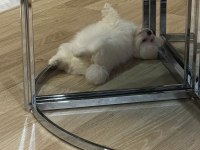 2,5 aylık dişi yavru pomeranian