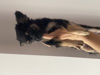 2 aylık Longhair chihuahua yavrumuz 
