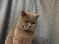 55 günlük yavru british shorthair kediler