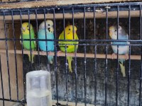 25 adet muhabbet kuşu sahiplendireceğim