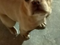 Egzotik 8 Aylık Dişi French Bulldog