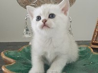 SCOTTİSH VE BRİTİSH YAVRU KEDİLER
