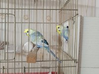 Kaliteli Muhabbet Kuşu Eş Perçemli Erkek