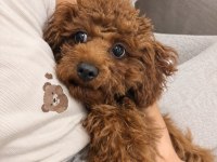 7 Aylık Dişi Aşıları Tam Köpeğimiz