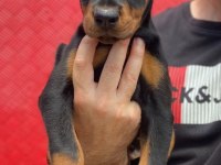 Üst kalite A şecereli yavrular european doberman king