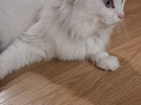 MECBURİYETTEN ANKARA KEDİSİ / DİŞİ / İSTANBUL