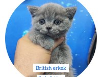 British shorthair bebekler