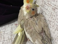 Bebek sultan papağanları
