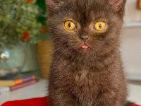 BAKMADAN GEÇMEYİN YAVRU KEDİLERİMİZE