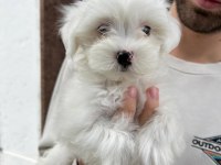 MALTESE KÖPEĞİ YAVRULARI