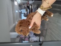 Toy poodle dişi yavrular
