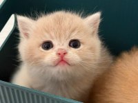 British Shorthair Ny Ay bebekler