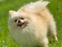 Sağlık ve ırk garantili Pomeranian
