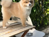 Pomerian Boo Erkek