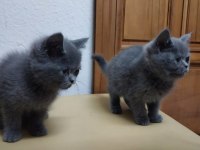 55 günlük 2 dişi 2 erkek ve 30 günlük 6 yavru scottish