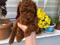Tüy dökmeyen aşılı ve pet eğitimli poodle yavrum