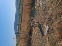 Çok adamcı belçika kurdu