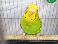 1 Yaşında Dişi Ve Erkek Muhabbet Kuşu