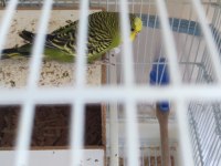 Yumurtlamaya hazır çift muhabbet kuşu