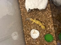 İştahlı 1.5 2 yaşında gecko