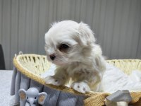 A scrli babadan Kore maltese bebeklerim