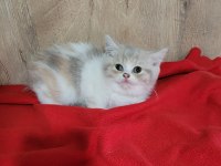 ŞİRİN BRİTİSH SHORTHAİR YAVRULAR