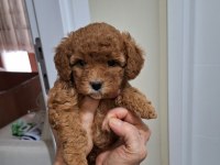 Kocaelide Poodle Dişi Bebekler