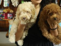 Toy Poodle (Red- Apricot) Antialerjik, Korkusuz, Çok Zeki