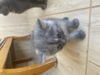 Yavru british shorthair 2 aylık