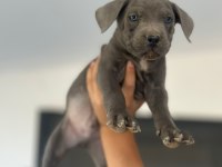 Yavru aslan cane corso