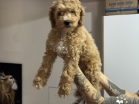 En güzel Wc eğitimli maltipoo yavrularımız