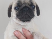 Pug Mops Bebekleri