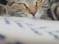Kedim ücretsiz sahiblendirlecek