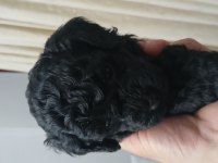 Orta boy poodle