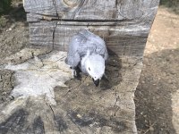 MERHABA BEBEK YAVRU VE YETİŞKİN JAKO PAPAĞANLAR MEVCUT