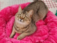 Golden British Shorthair