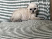 Küçük Scottish Fold Prenses