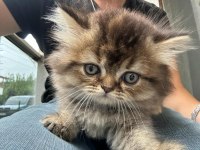 Safkan British Longhair Bebekler